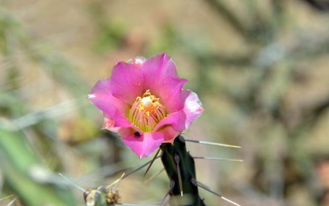 Klein's Pencil Cactus has pink, magenta, lavender or red small, but showy flowers. The cactus blooms from May to June across its range. Cylindropuntia kleiniae 